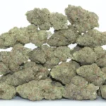 gelato 41 strain