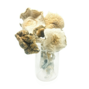 Golden Teacher Magic Mushrooms [14g pack]
