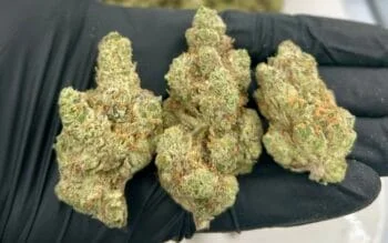 Modified Grapes AAAA – Indica