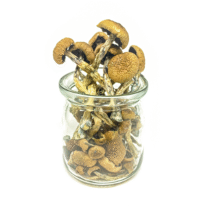 Penis Envy Magic Mushrooms [14g pack]