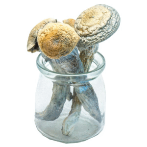 Penis Envy Uncut Magic Mushroom (VERY POTENT) [14g pack]