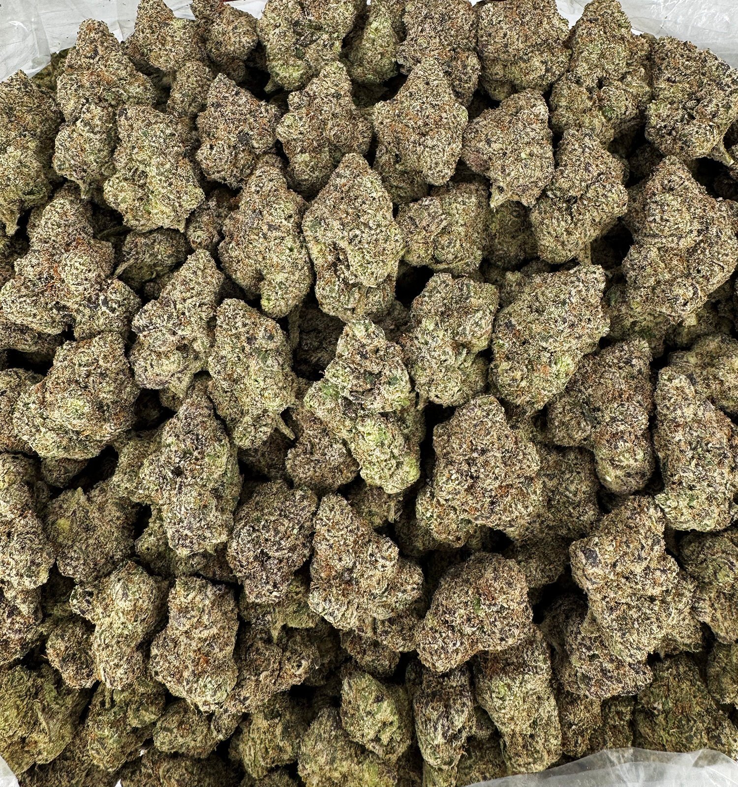 Bolo Runtz Exclusive